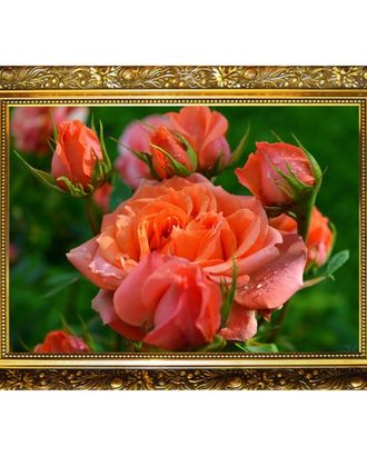 Алмазная мозаика "Королева сада", 25 цветов арт. ТАМ-10-1-36228 Алмазная мозаика "Королева сада", 25 цветов арт. ТАМ-10-1-36228